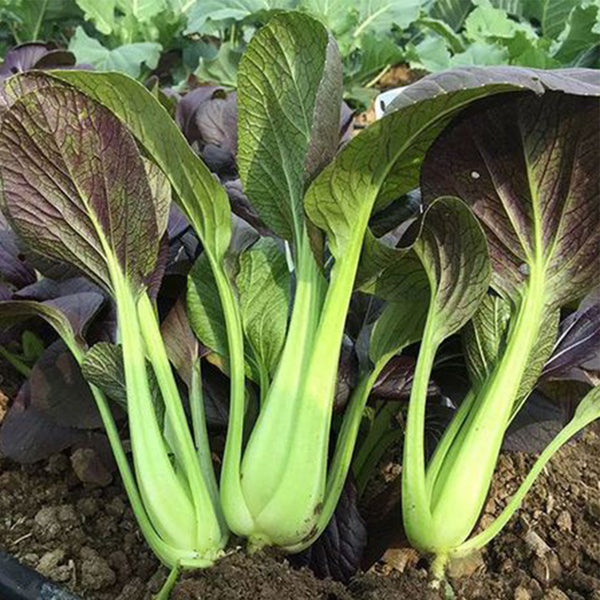 'Zitong' Purple Bok Choy Seeds