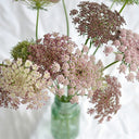 Chocolate Lace Flower, 100 Seeds