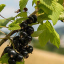 Black Currant, 10 Seeds