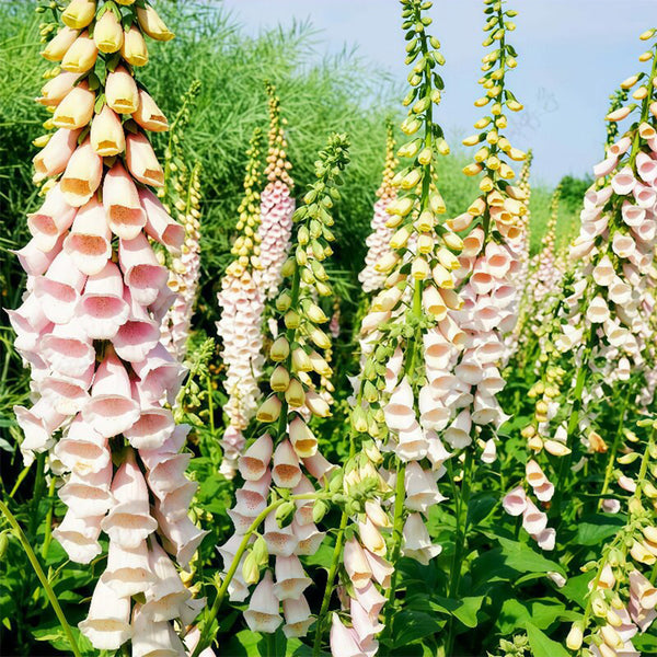 Pink Foxglove, 1000 Seeds
