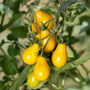 Yellow Pear Tomato Seeds, 100 Seeds