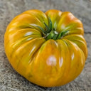902 Kozula 174 Giant Tomato, 5 Seeds