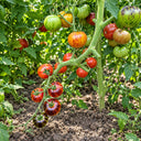 426 Queen of the Night Tomato, 5 Seeds