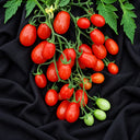 373 Cherry Roma Tomato, 5 Seeds
