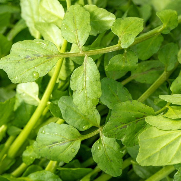 Watercress Seeds, 3g