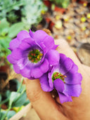 Mixed Eustoma (Lisianthus)