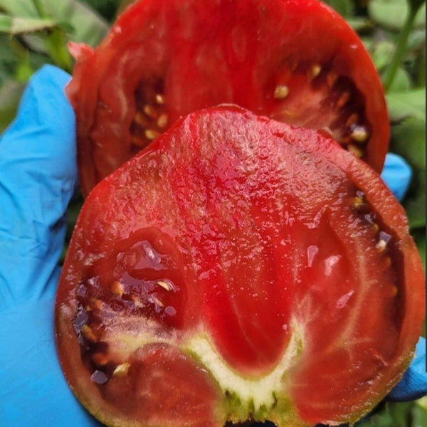 775 Reinhard's Purple Heart Tomato, 5 Seeds