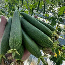 Thai Green Thumb Luffa, 3 Seeds