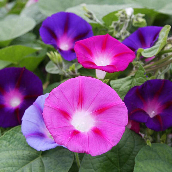 Mixed Color Morning Glory Seeds, 200 Seeds
