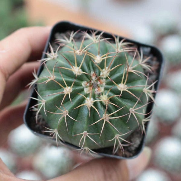 Melocactus amoenus, 3-4cm