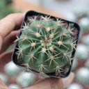 Melocactus amoenus, 3-4cm