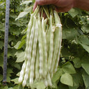 Baibulao White Kidney Bean Seeds, 10g Per Bag