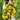 U2611 Yellow Peach Fruit Tomato, 100 Seeds