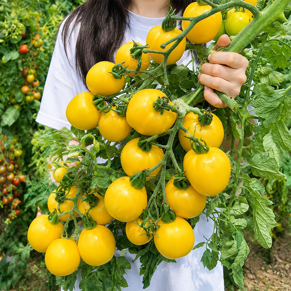 U2611 Yellow Peach Fruit Tomato, 100 Seeds