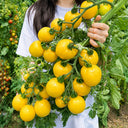 U2611 Yellow Peach Fruit Tomato, 100 Seeds