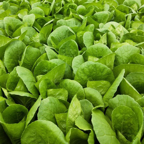 Jinmei 898 Pak Choi Seeds, 10g