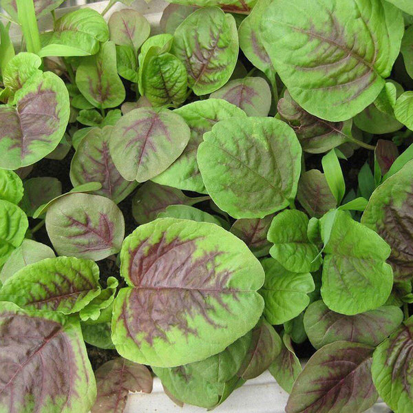 Large Round Leaf Red Amaranth Seeds, 20g