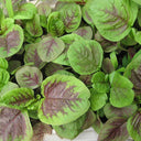 Large Round Leaf Red Amaranth Seeds, 20g