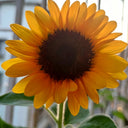 Copper Queen Sunflower, 10 Seeds
