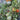 590 Vechnyi Zov Tomato, 5 Seeds