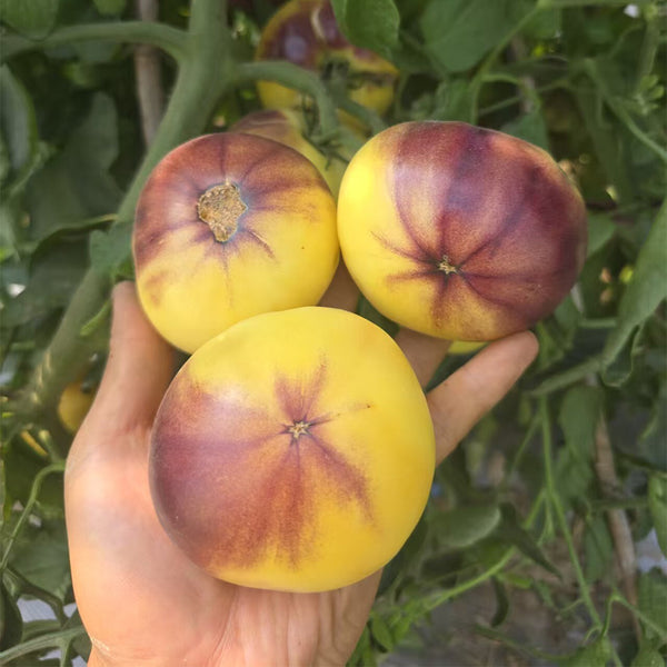 Blueberry Ice Cream Tomato, 5 Seeds