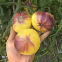 Blueberry Ice Cream Tomato, 5 Seeds