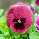 Hezhichun Pansy 'Cat Face', 30 Seeds