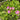 Oxalis corymbosa 'Aureo-reticulata', 5 Bulbs