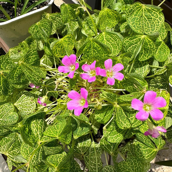 Oxalis corymbosa 'Aureo-reticulata', 5 Bulbs