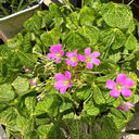 Oxalis corymbosa 'Aureo-reticulata', 5 Bulbs