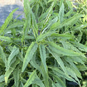 Willow-Leaf White Amaranth Seeds, 250g