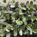 Qingyuan Black Stem Rootstock Seeds, 100 Grams ≈ 500 Seeds