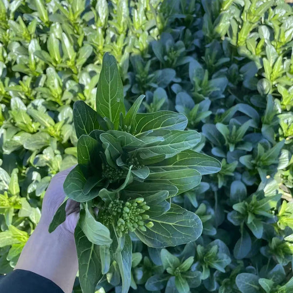 Meiqi No.3 Sweet Choy Sum Seeds, 10g