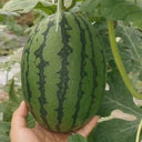 'Super Sweet 2K' Watermelon Seeds, 10 Seeds