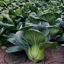 'Suzhou Green' Black-leaf Dwarf Bok Choy Seeds, 5g