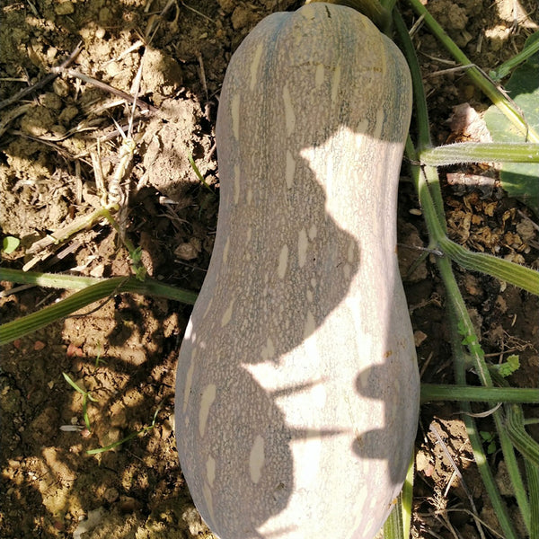 Pillow Pumpkin Seeds, 10 Seeds