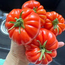 Horseshoe Large Tomato Seeds