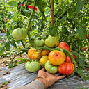 76 Northern Lights Tomato, 5 Seeds