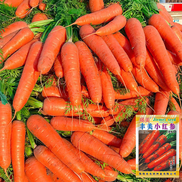 'Fengmei Xiaohongshen' Carrot Seeds, 10g