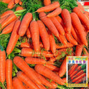'Fengmei Xiaohongshen' Carrot Seeds, 10g