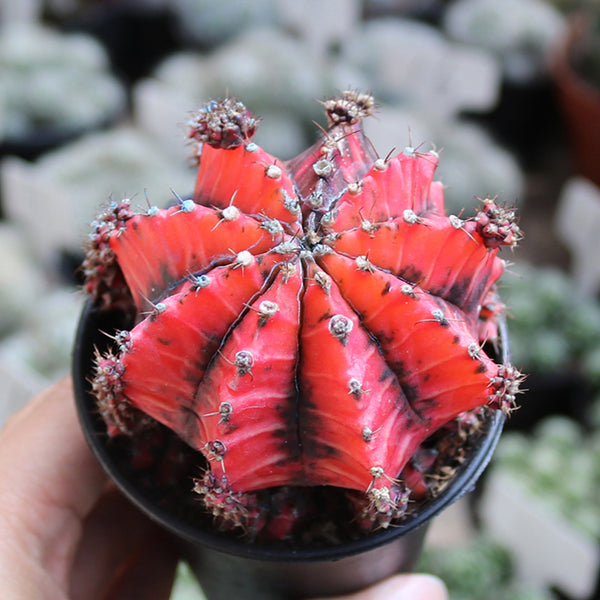 'Oil-Painted Peony' Red Live Cactus, 6-8cm