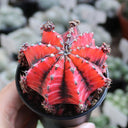 'Oil-Painted Peony' Red Live Cactus, 6-8cm