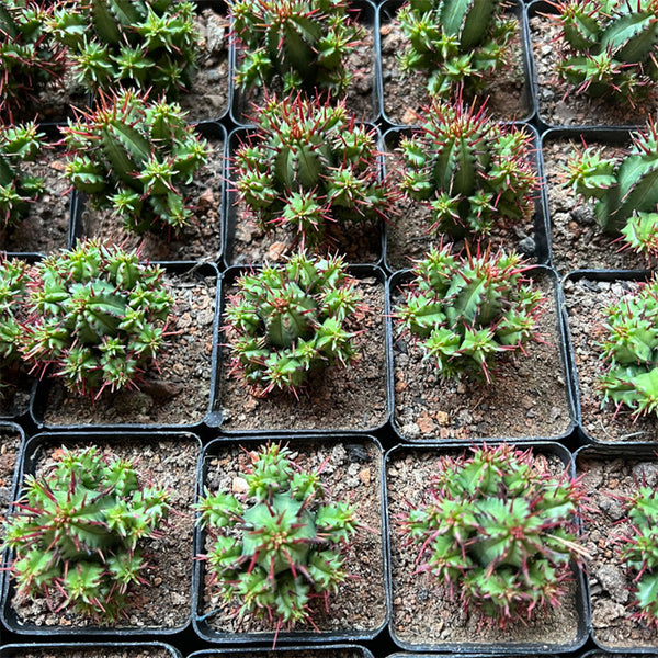 Pincushion Euphorbia, 4-5cm