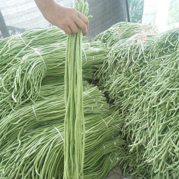 Ganzhimei Yardlong Bean Seeds, 5 × 50-seed Bags