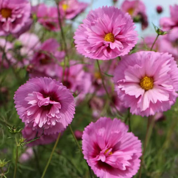 Pink Double Petal Cupcake Cosmos Seeds, 1g