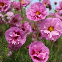 Pink Double Petal Cupcake Cosmos Seeds, 1g