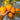 681 Kezula 100 Tomato, 5 Seeds