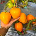 681 Kezula 100 Tomato, 5 Seeds