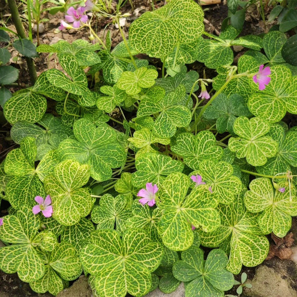 Oxalis corymbosa 'Aureo-reticulata', 5 Bulbs