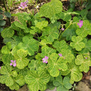 Oxalis corymbosa 'Aureo-reticulata', 5 Bulbs